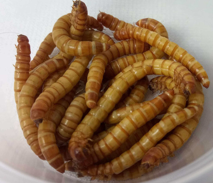 Collection of healthy large meal worms in container.  Chickens, Wildbirds, Lizards and for fishing, grab these healthy organic meal worms  best value to save is subscription at yourbugbarn.com